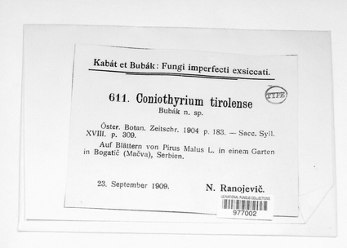 Coniothyrium image